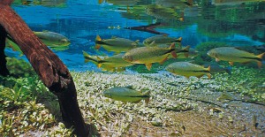 bonito_002