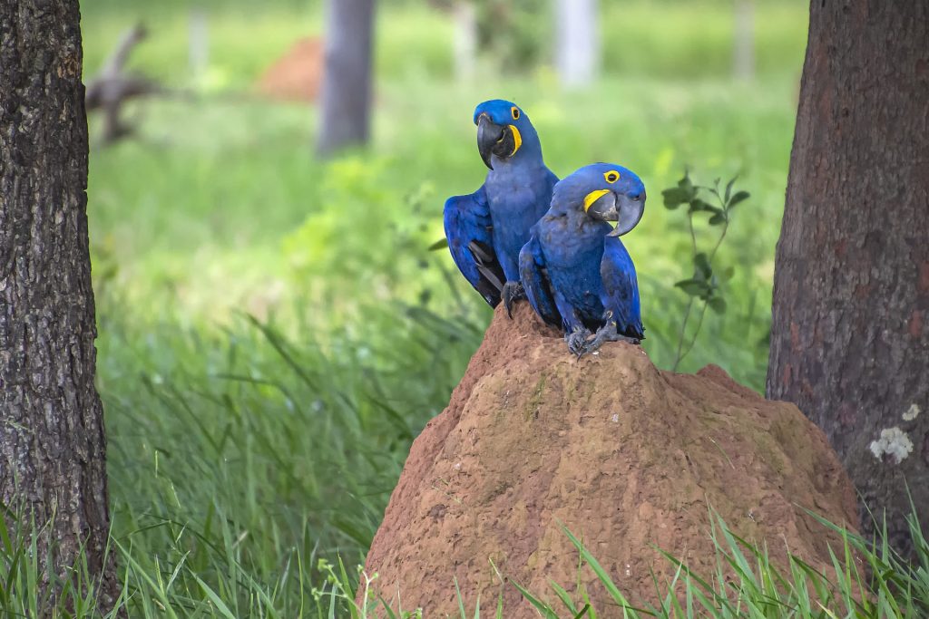 Global Big Day pretende estimular ainda mais a observação de aves no MS