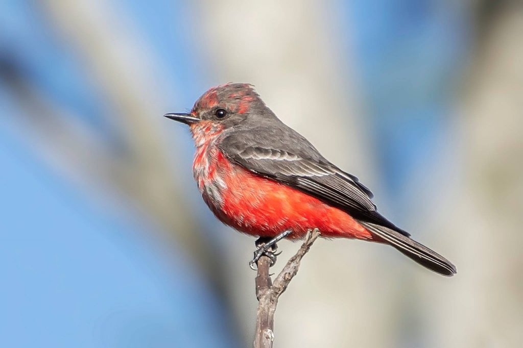 Global Big Day pretende estimular ainda mais a observação de aves no MS