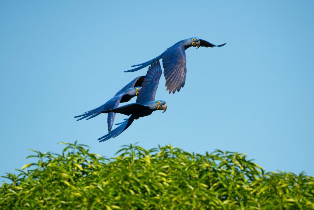 >Araras Azuis (foto Gabriela Astorga)