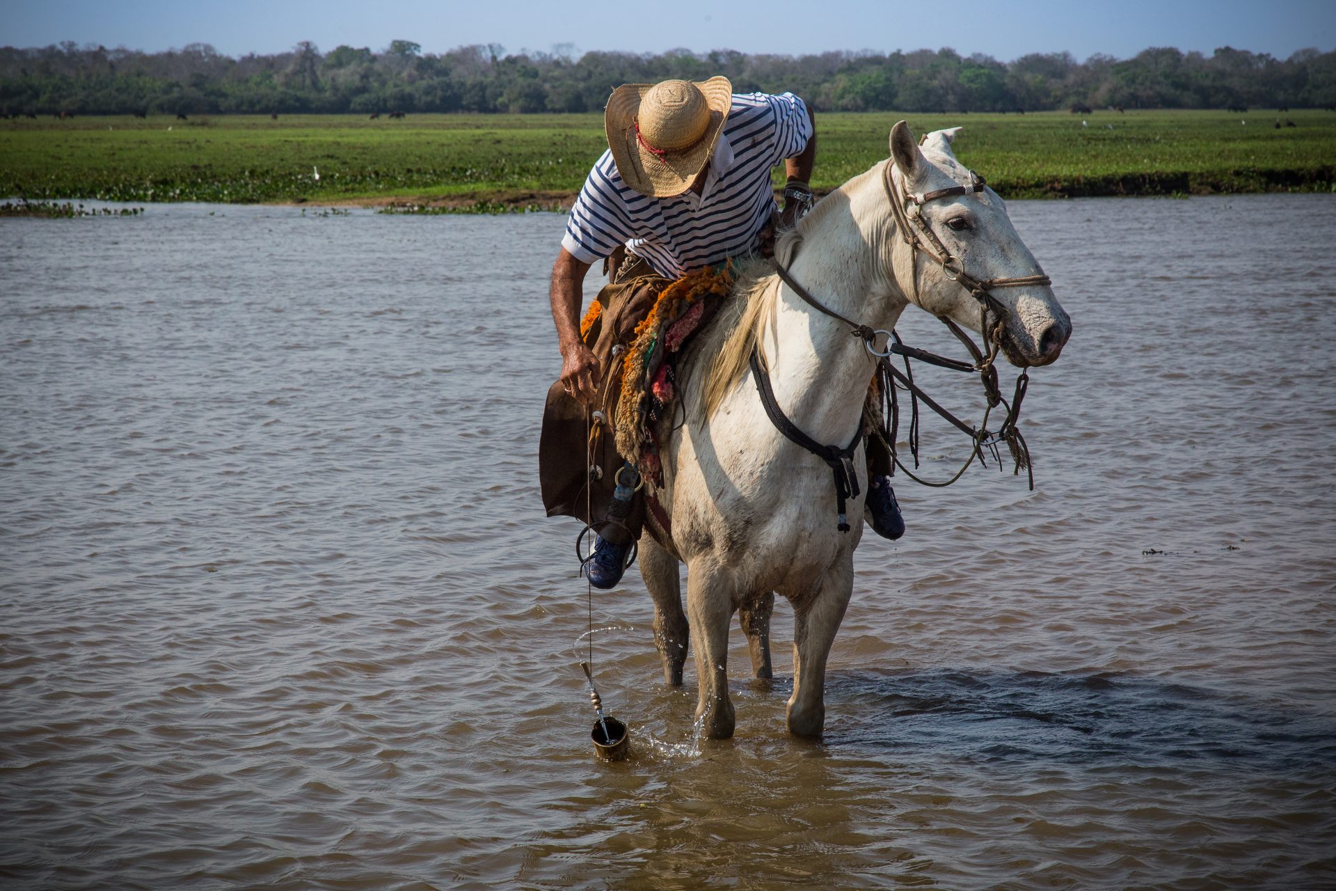 Cavalo pulando sentao pantaneiro 