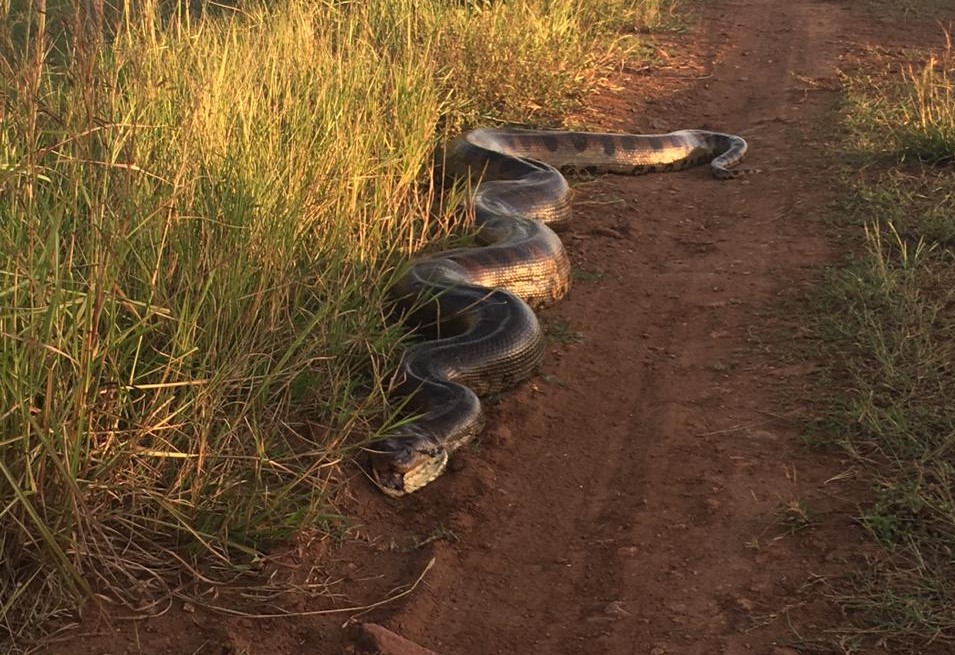 Tudo sobre cobra sucuri: conheça melhor essa espécie