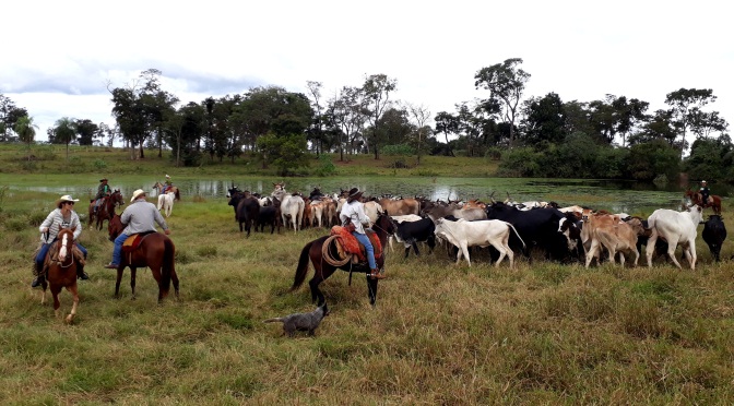 Cavalgar com uma verdadeira comitiva boiadeira é possível no Pantanal  sul-mato-grossense – Turismo MS